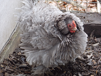 frizzle small