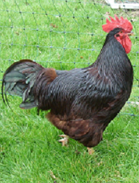 rhodesmall