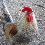 Easter chicks, Easter hens, Easter chickens, Easter eggs, Easter poultry, hens, chicks, POL, growers, bantams, hybrid hens, ducks, geese, goose, duck, Tatsfield, Surrey, Kent