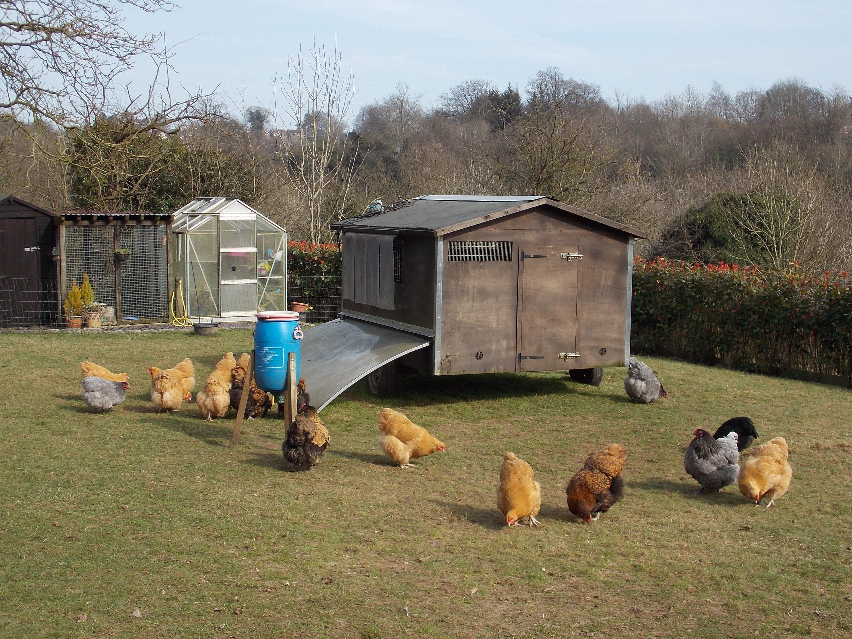 Easter chicks, Easter hens, Easter chickens, Easter eggs, Easter poultry, hens, chicks, POL, growers, bantams, hybrid hens, ducks, geese, goose, duck, Tatsfield, Surrey, Kent