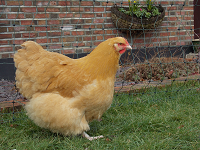 Easter chicks, Easter hens, Easter chickens, Easter eggs, Easter poultry, hens, chicks, POL, growers, bantams, hybrid hens, ducks, geese, goose, duck, Tatsfield, Surrey, Kent