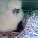 Easter chicks, Easter hens, Easter chickens, Easter eggs, Easter poultry, hens, chicks, POL, growers, bantams, hybrid hens, ducks, geese, goose, duck, Tatsfield, Surrey, Kent