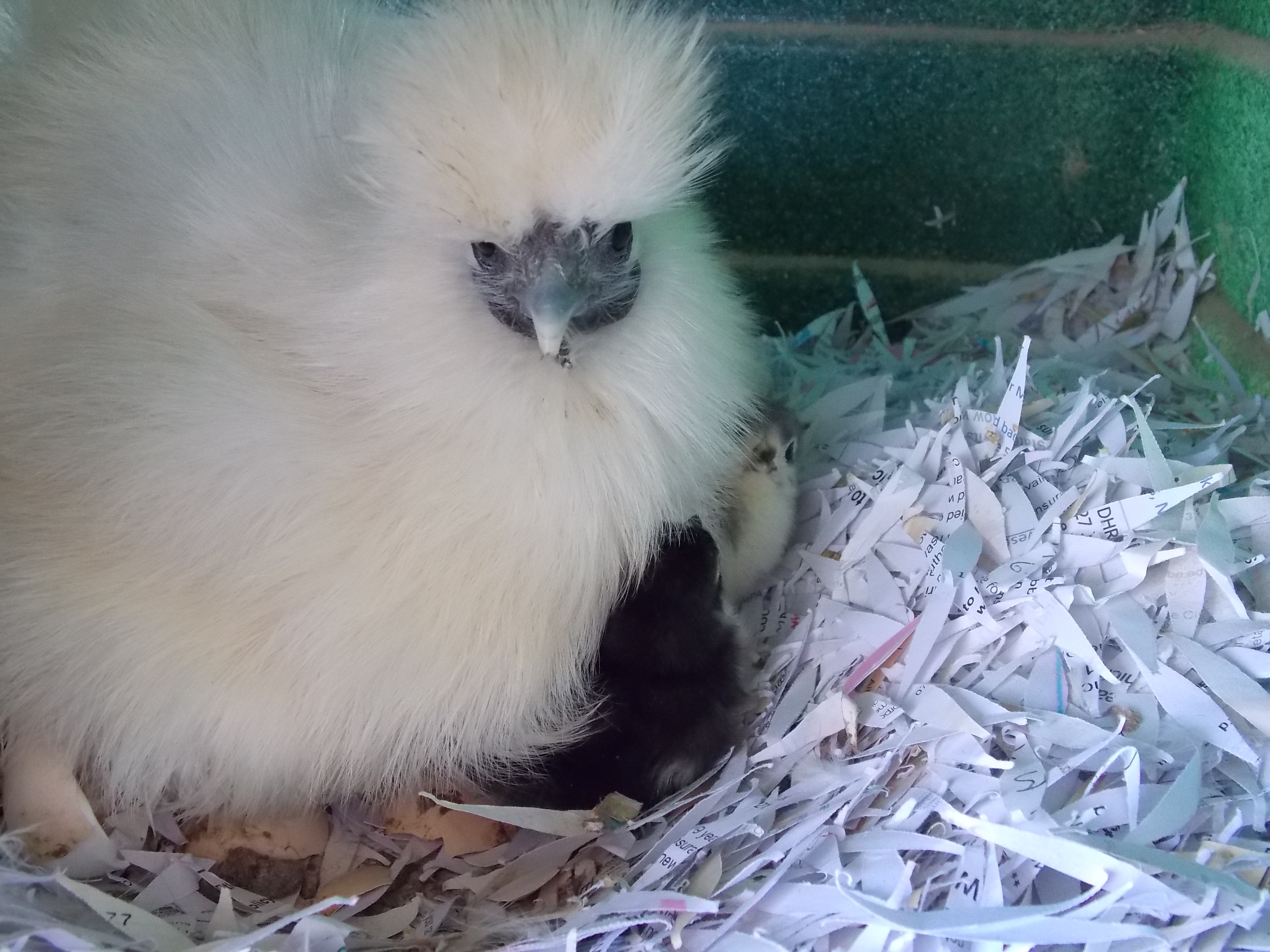 DSCN0941 Easter chicks, Easter hens, Easter chickens, Easter eggs, Easter poultry, hens, chicks, POL, growers, bantams, hybrid hens, ducks, geese, goose, duck, Tatsfield, Surrey, Kent