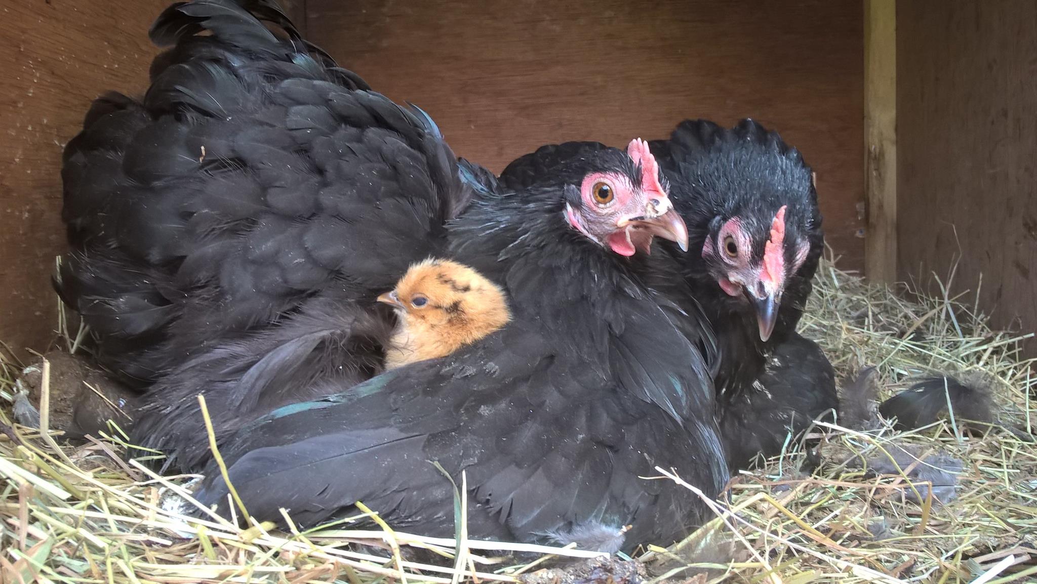 Easter chicks, Easter hens, Easter chickens, Easter eggs, Easter poultry, hens, chicks, POL, growers, bantams, hybrid hens, ducks, geese, goose, duck, Tatsfield, Surrey, Kent