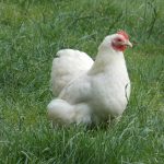 Easter chicks, Easter hens, Easter chickens, Easter eggs, Easter poultry, hens, chicks, POL, growers, bantams, hybrid hens, ducks, geese, goose, duck, Tatsfield, Surrey, Kent
