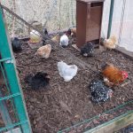 Easter chicks, Easter hens, Easter chickens, Easter eggs, Easter poultry, hens, chicks, POL, growers, bantams, hybrid hens, ducks, geese, goose, duck, Tatsfield, Surrey, Kent